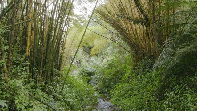 8 ساعت ویدیوی جنگلی آرامش‌ بخش + آواز پرندگان در جنگل‌ های بارانی استوایی | قسمت 5