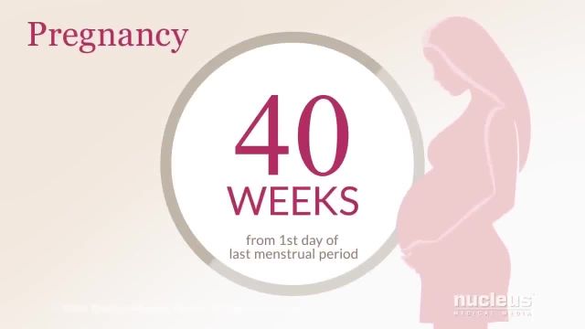 دانستنی های سه ماهه دوم بارداری | ویدیو