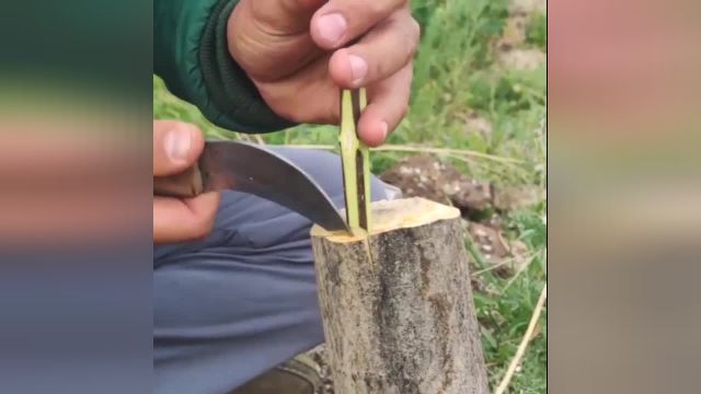 انواع روشهای پیوند زدن درختان در چند حرکت
