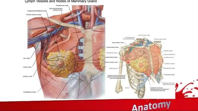 جدار قفسه سینه - پستان (Chest wall) | آموزش علوم تشریح (آناتومی) اسکلتی - عضلانی | جلسه پنجم (2)
