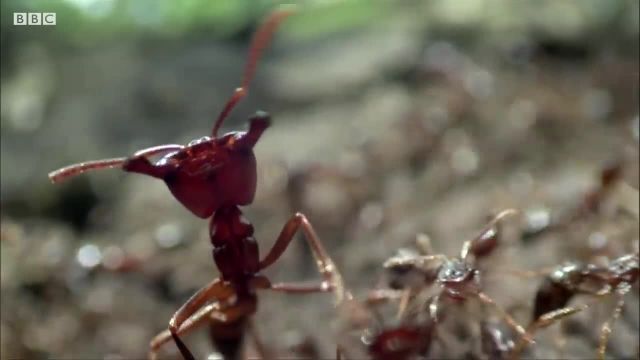 دنیای کوچک حشرات | ویدیویی فوق العاده دیدنی از حشرات و طبیعت بکر