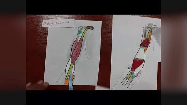 عضلات کمپارتمان قدامی بازو | آموزش علوم تشریح (آناتومی) اسکلتی - عضلانی | جلسه نوزدهم (2)