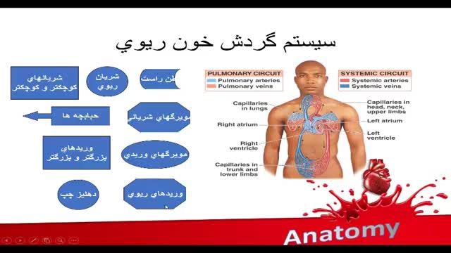 آناتومی عروق خونی | آموزش علوم تشریح آناتومی قلب و عروق | جلسه هشتم (1)
