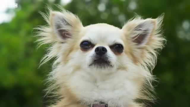 حیوانات خانگی | چرا سگ ها سرشان را از شیشه ماشین بیرون می آورند؟