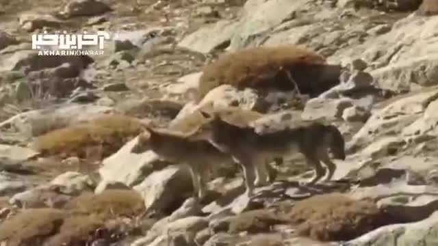 پرسه زنی گرگ‌ های منطقه حفاظت‌ شده تنگ صیاد در چهارمحال و بختیاری