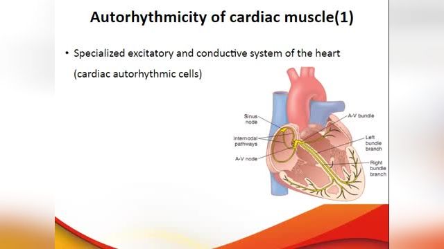 آموزش فیزیولوژی قلب | جلسه دوم | ضربان خودکار قلب، مکانسیم ایجاد و تنظیم ضربانات قلبی