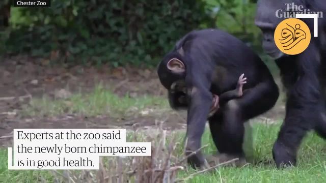 نادرترین شامپانزه جهان | ویدیو