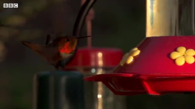 ویدیویی از مرغ مگس خوار زیبا در حرکت آهسته!