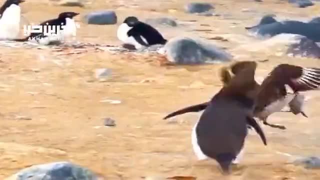 صحنه دزدیدن جوجه پنگوئن توسط پرنده