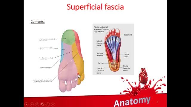کف پا (Sole of Foot) | آموزش علوم تشریح (آناتومی) اسکلتی - عضلانی | جلسه سی و هشتم