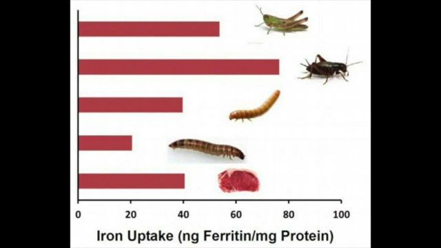 غذاهای تهیه شده از حشرات به تفکیک ارزش غذایی