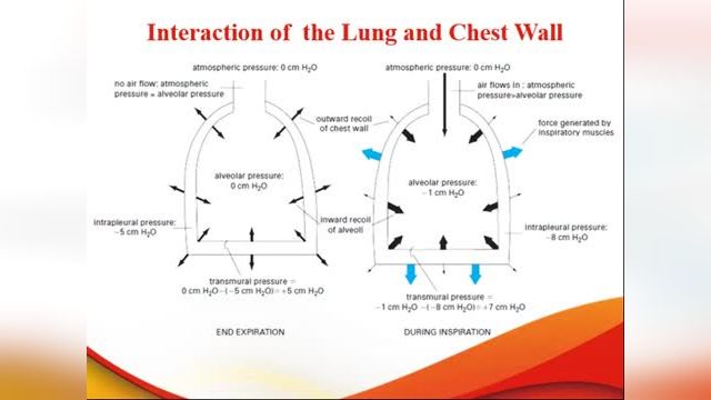 مکانیسم تهویه ریوی Pulmonary Ventilation | فیزیولوژی دستگاه تنفس | جلسه دوم