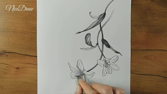 با آموزش طراحی گل و پروانه بر هنر طراحی با مداد مسلط شوید