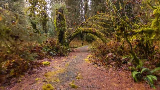 تصاویری فوق العاده از جنگل بارانی هوه | فیلم آرامش طبیعت با کیفیت 4K