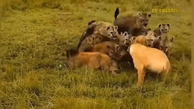مقابله با مرگ! حمله پیتون غول پیکر به شیر در حال زایمان و درگیری شدید با شیر نر