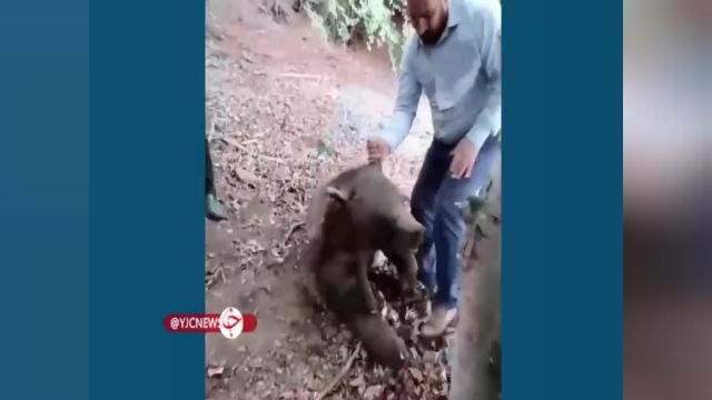 مرگ یک خرس با شلیگ گلوله در سوادکوه | ویدیو