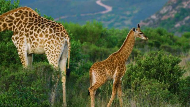 حیوانات حیات وحش | منطقه حفاظت شده گندوانا، آفریقا طبیعت وحشی باورنکردنی