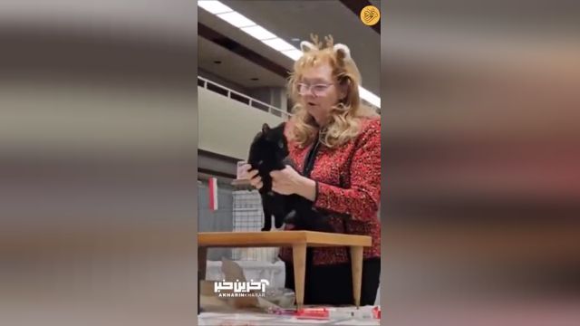 روش جذاب سیلی زدن گربه به یک زن با محبت