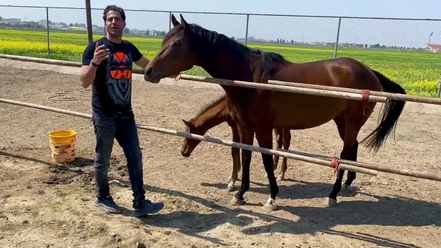 اسب ترکمن و بزرگترین مسابقات اسب سواری
