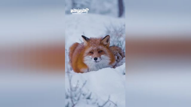 پرتره فوق العاده زیبا از روباه قرمز در میان برف