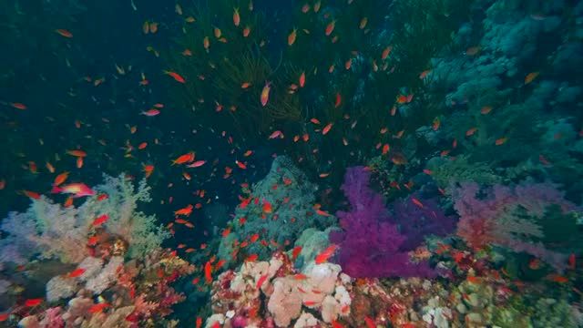 دنیای شگفت انگیز زیر آب دریای سرخ | ویدیوی آرامش با موسیقی آرام بخش | قسمت 4