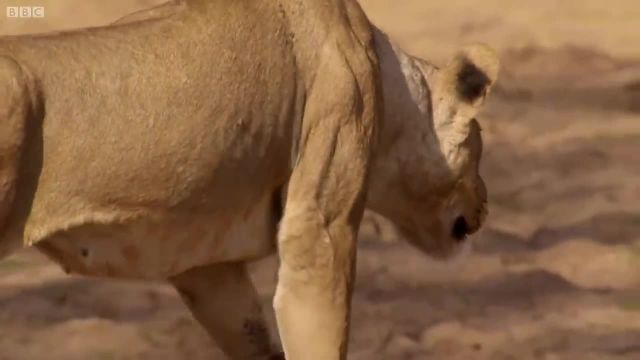 ویدیویی از شیرها فوق العده دیدنی و جذاب1