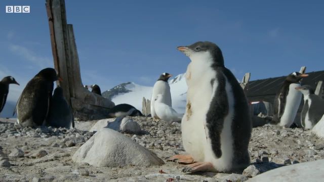 پنگوئن جوان به طرز غم انگیزی می میرد!