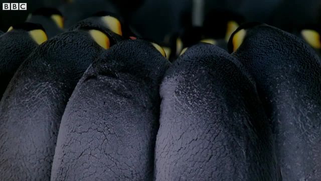 چگونه پنگوئن ها گرم می مانند؟
