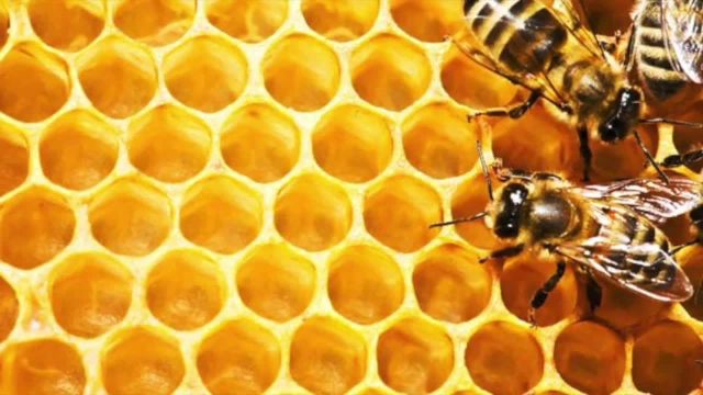 خواص عسل برای گلود درد و آنفولانزا | ویدیو