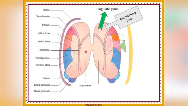 آموزش جامع و کامل نوروآناتومی | جلسه نهم (2) | دیانسفالون (Diencephalon)