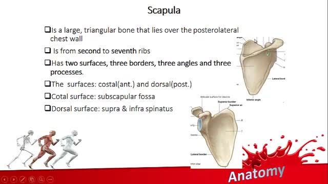 استخوان کتف (Scapula) | آموزش علوم تشریح (آناتومی) اسکلتی - عضلانی | جلسه هفتم