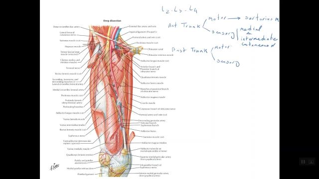 تدریس جامع و کامل آناتومی | مبحث : کمپارتمنت قدامی |  بخش دوم