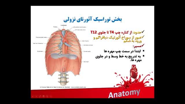 آناتومی عروق خونی | آموزش علوم تشریح آناتومی قلب و عروق | جلسه هشتم (5)