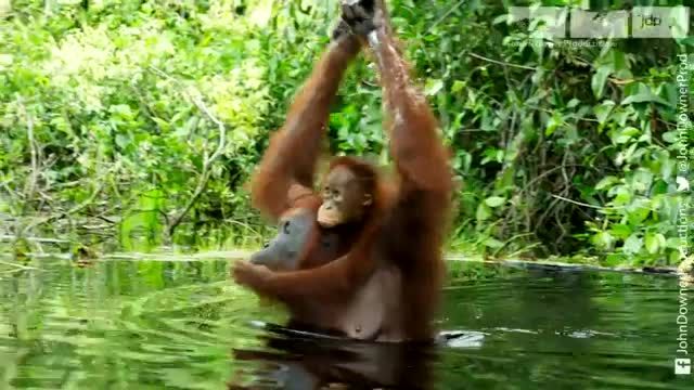 اورانگوتان و استفاده از صابون در طبیعت!