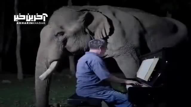 پیانوازی برای فیل و ابراز احساسات جالب فیل هنگام گوش سپردن