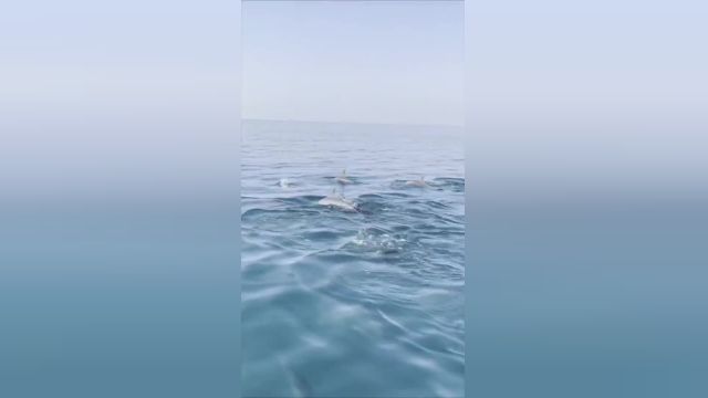 فیلم دلفین‌های جزیره هنگام: یک تجربه سحرآمیز و هیجان انگیز