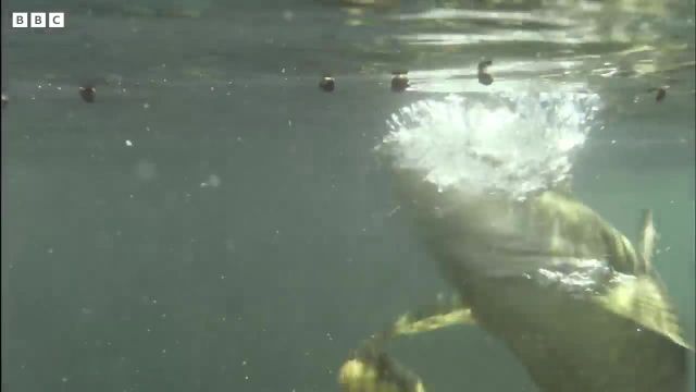 بزرگترین ماهی کپور جهان را در این ویدیو ببینید!
