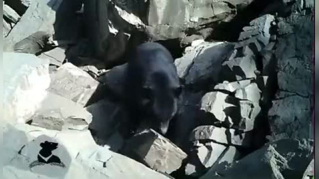 خرس سیاه آسیایی در شهرستان میناب با جثه‌ای بزرگ | ویدیو