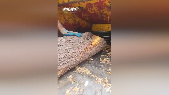 مبارزه جانانه سنجاب برای پس گرفتن لانه درختی‌اش