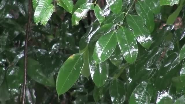 طوفان باران جنگل آمازون | 3 ساعت صدای باران و رعد و برق