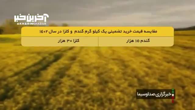 حمایت وزارت جهاد کشاورزی از کشت کلزا