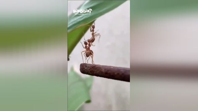 تصاویری از همکاری مورچه ها با هم