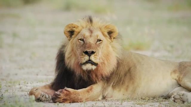 ویدیویی از پشت صحنه فیلمسازی حیات وحش در بوتسوانا