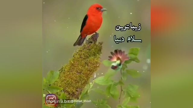 کلیپ صبح بخیر || کلیپ صبحگاهی جدید لاکچری