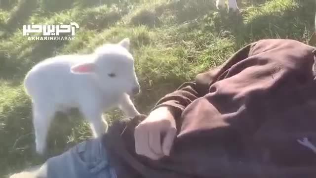 بچه گوسفند بامزه چگونه خودش را برای صاحبش لوس میکند