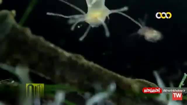 موجودات ذره بینی که در تالاب زندگی می‌کنند | ویدیو