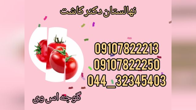 فروش عمده بذر گوجه اس وی تی دی 2466