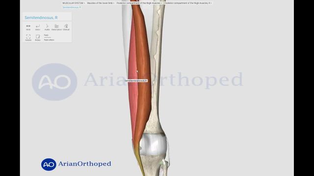 آناتومی عضلات همسترینگ ران | عضلات خلفی ناحیه ران پا