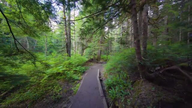 پیاده‌ روی در جنگل مجازی با آواز پرندگان و صداهای جنگل | منظره مسیر آبشار فرانکلن، ایالات متحده