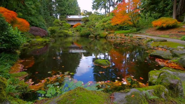 فیلم آرامش در طبیعت با مناظر زیبای پاییزی | باغ ژاپنی 4K